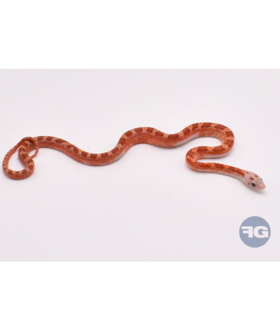 Hypo BloodRed PiedSide Medium White Mâle Pantherophis guttatus