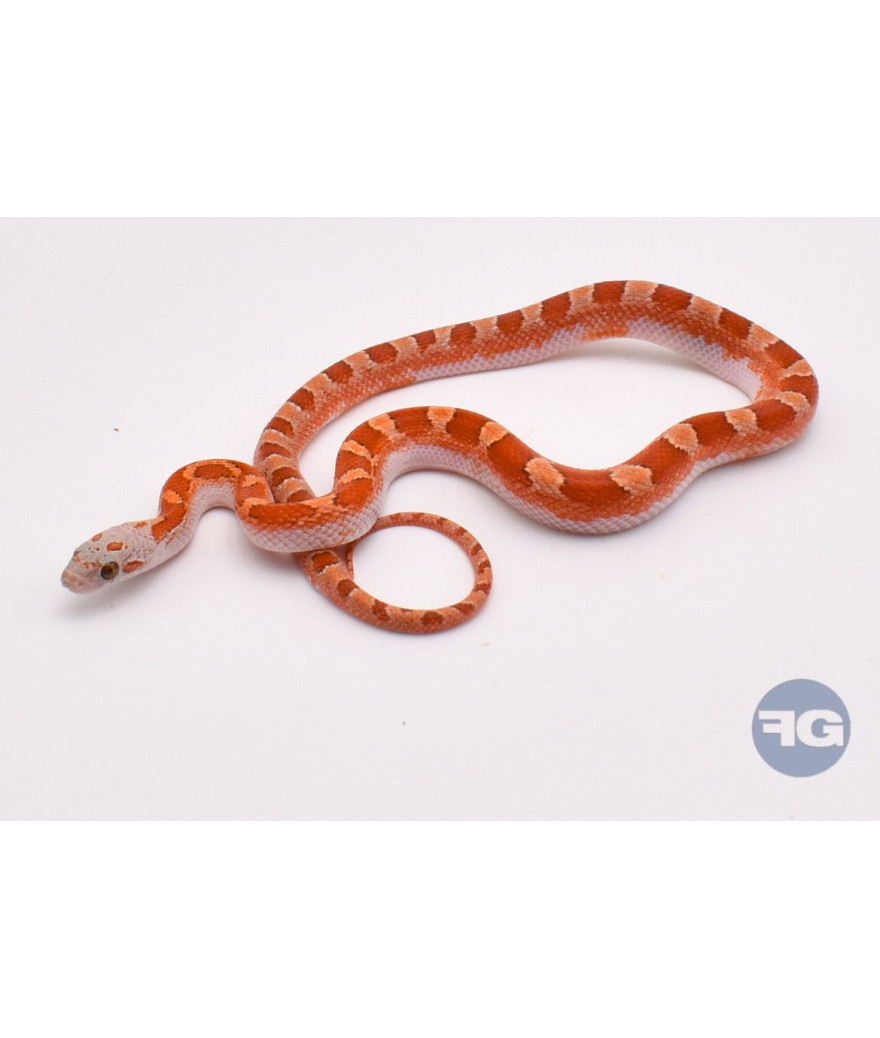 Hypo BloodRed PiedSide Extreme White Mâle Pantherophis guttatus