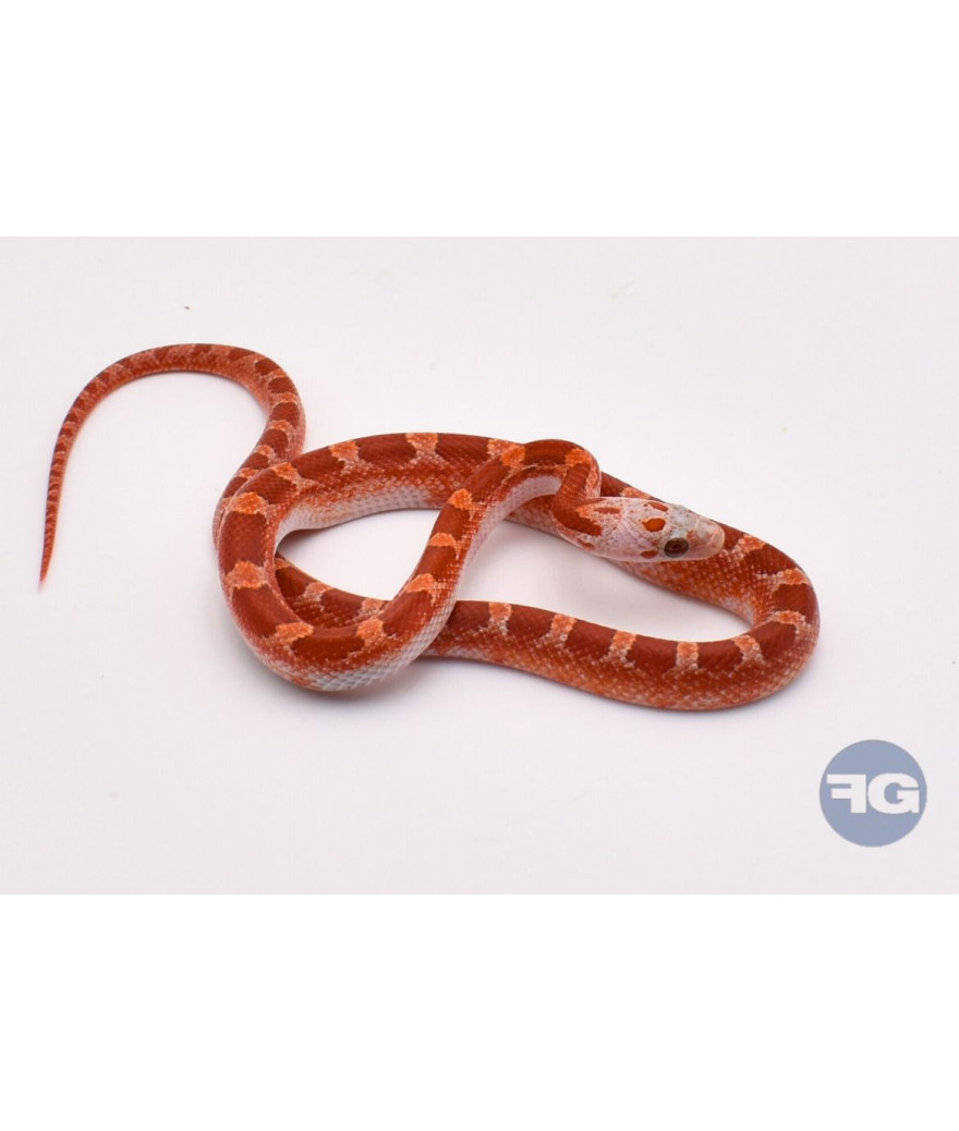 Hypo BloodRed PiedSide High White Mâle Pantherophis guttatus