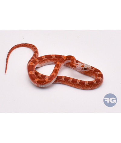 Hypo BloodRed PiedSide High White Mâle Pantherophis guttatus