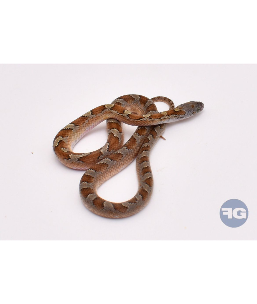 Caramel BloodRed PiedSide Low White het Hypo Femelle Pantherophis guttatus