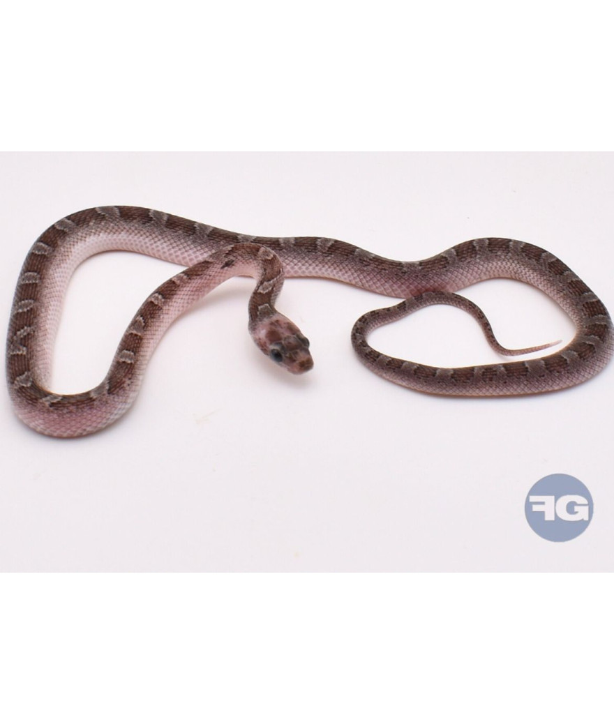 Pewter PiedSide High White Mâle Pantherophis guttatus