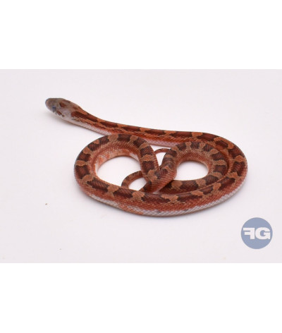 BloodRed PiedSide High White het Hypo Femelle Pantherophis guttatus