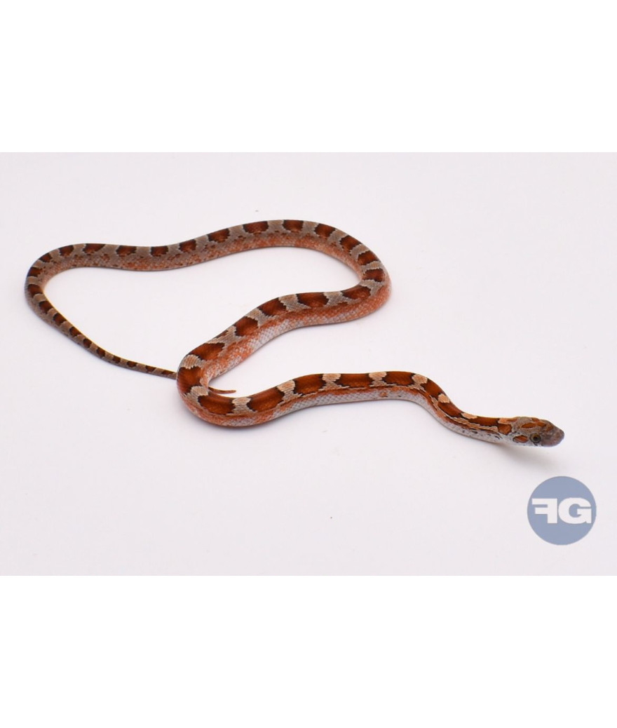 BloodRed PiedSide Medium White het Amel Amber Femelle Pantherophis guttatus