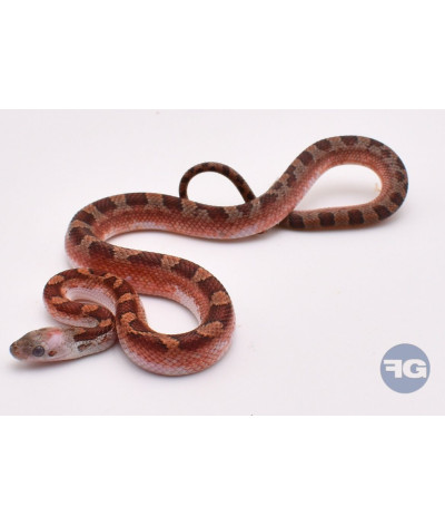 BloodRed PiedSide Extreme White Mâle Pantherophis guttatus