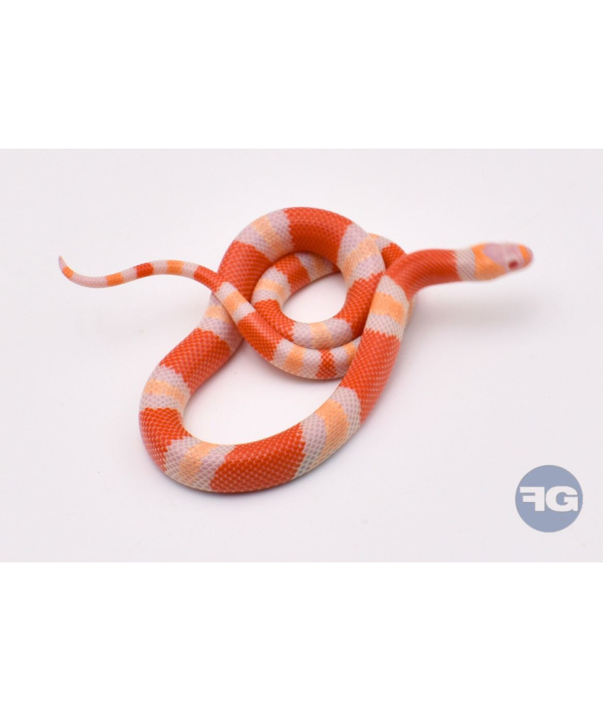 Albinos 66% poss het Anery Femelle Lampropeltis triangulum hondurensis