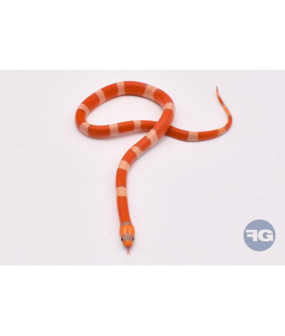 Extreme Hypo Tricolor Mâle Lampropeltis triangulum hondurensis