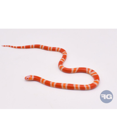 Albinos Tangerine 66% poss het Anery Femelle Lampropeltis triangulum hondurensis