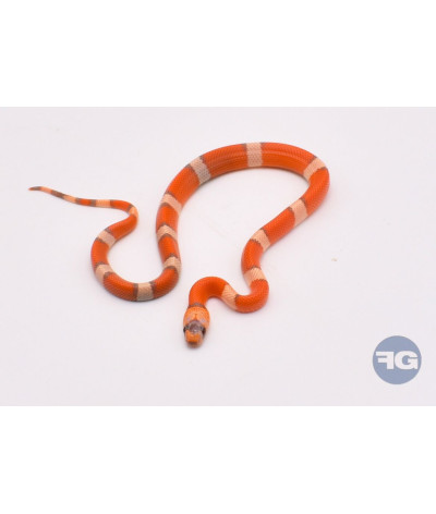 Extreme Hypo Tricolor Mâle Lampropeltis triangulum hondurensis