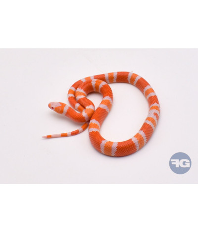 Albinos Tangerine 66% poss het Anery Mâle Lampropeltis triangulum hondurensis