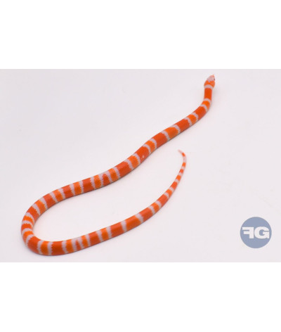 Albinos Tangerine 66% poss het Anery Femelle Lampropeltis triangulum hondurensis