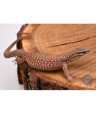 Varanus acanthurus Yellow Ackie NC 2024