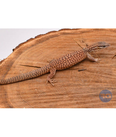 Varanus acanthurus Yellow Ackie NC 2024