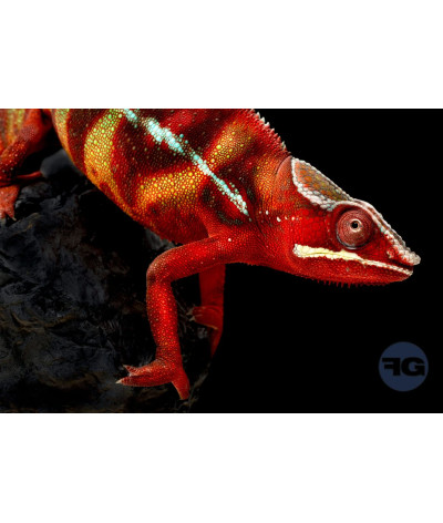 Furcifer pardalis Ambilobe Red