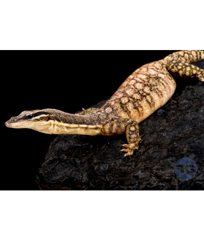 Varanus glauerti NC 2024