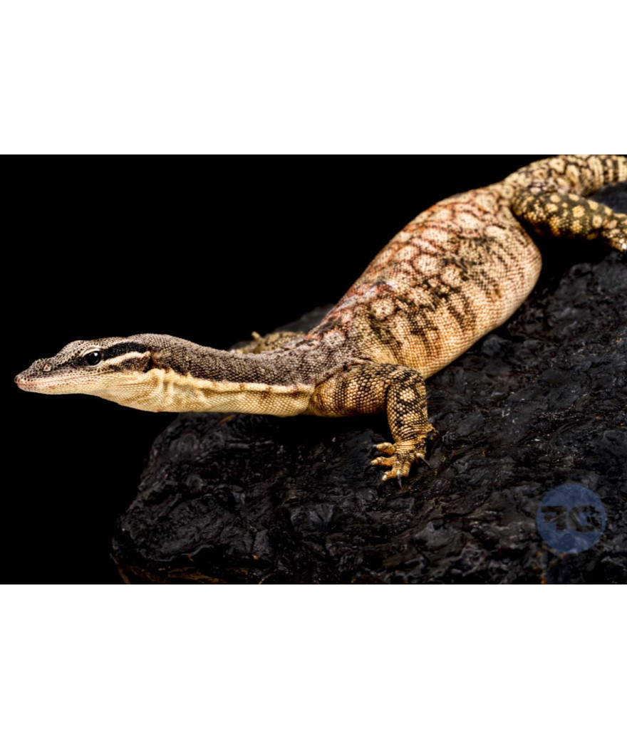 Varanus glauerti NC 2024