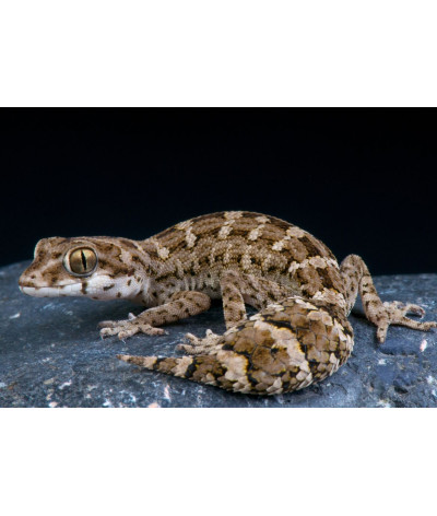 Hemidactylus imbricatus - Gecko vipere - Jeune non sexé