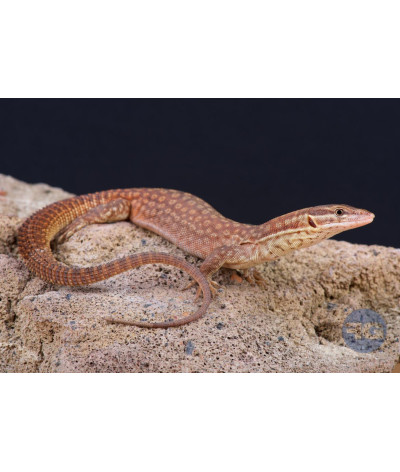 Varanus acanthurus Adulte