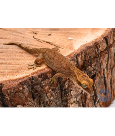 Correlophus sarasinorum non sexé NC24