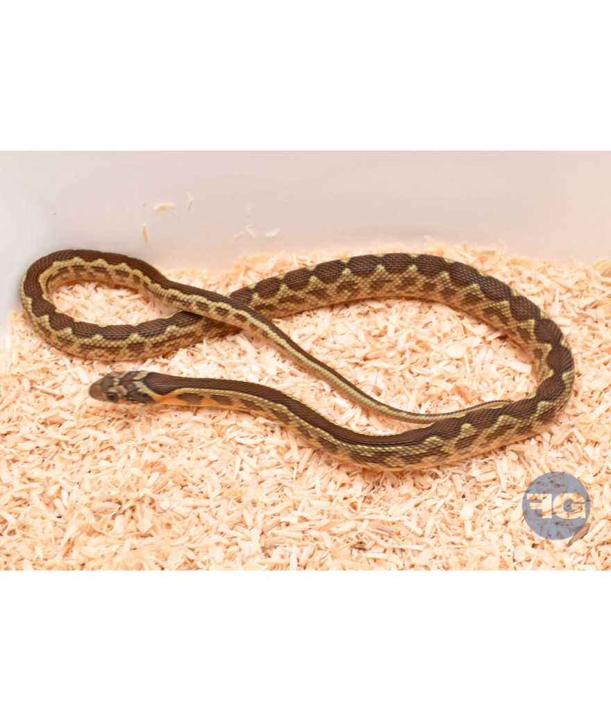 Hemorrhois hippocrepis femelle NC2024