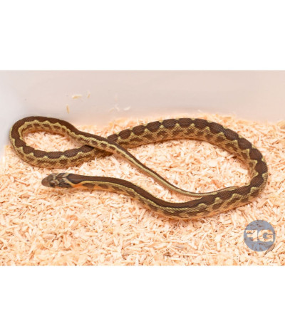 Hemorrhois hippocrepis femelle NC2024