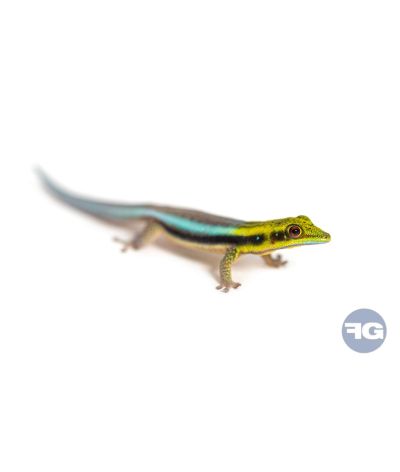 Phelsuma klemmeri - Jeune non sexé