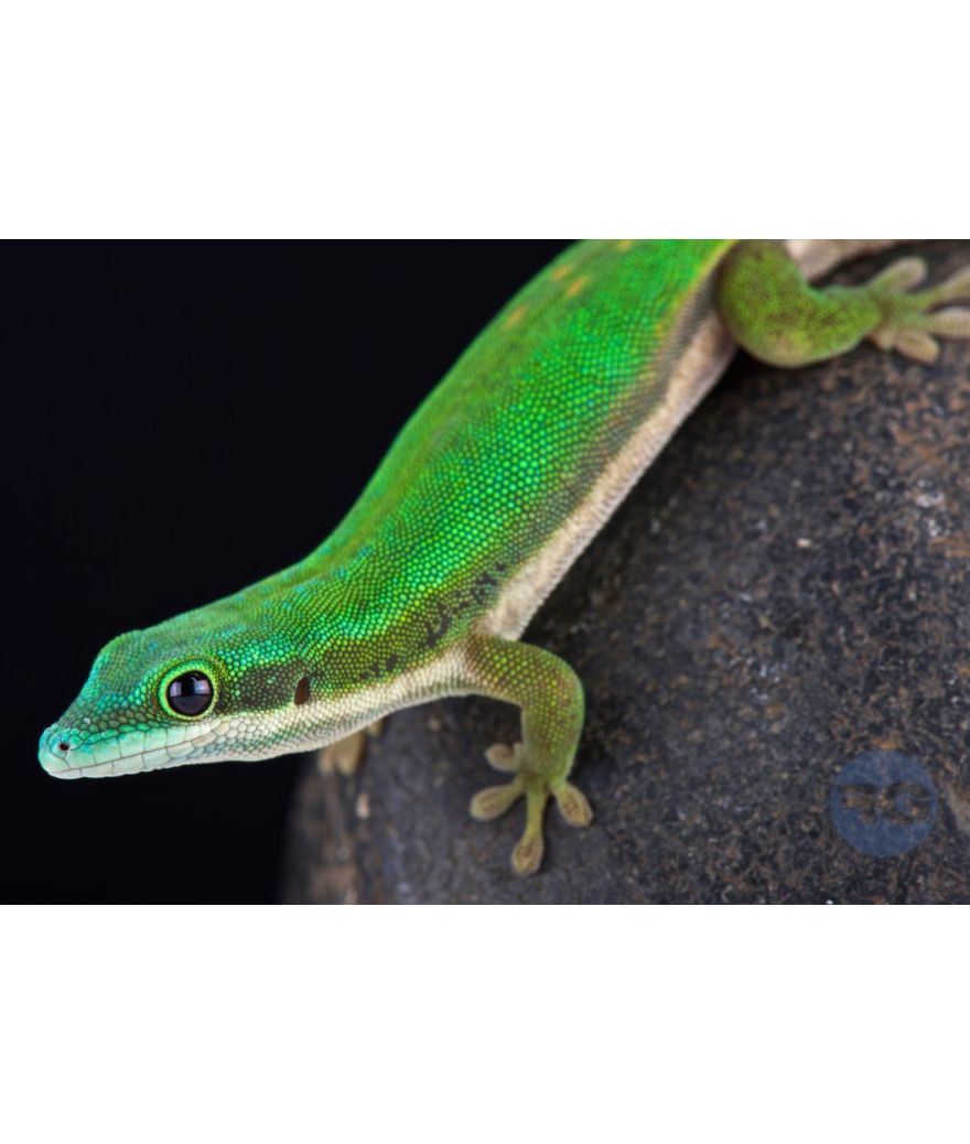 Phelsuma nigistriata