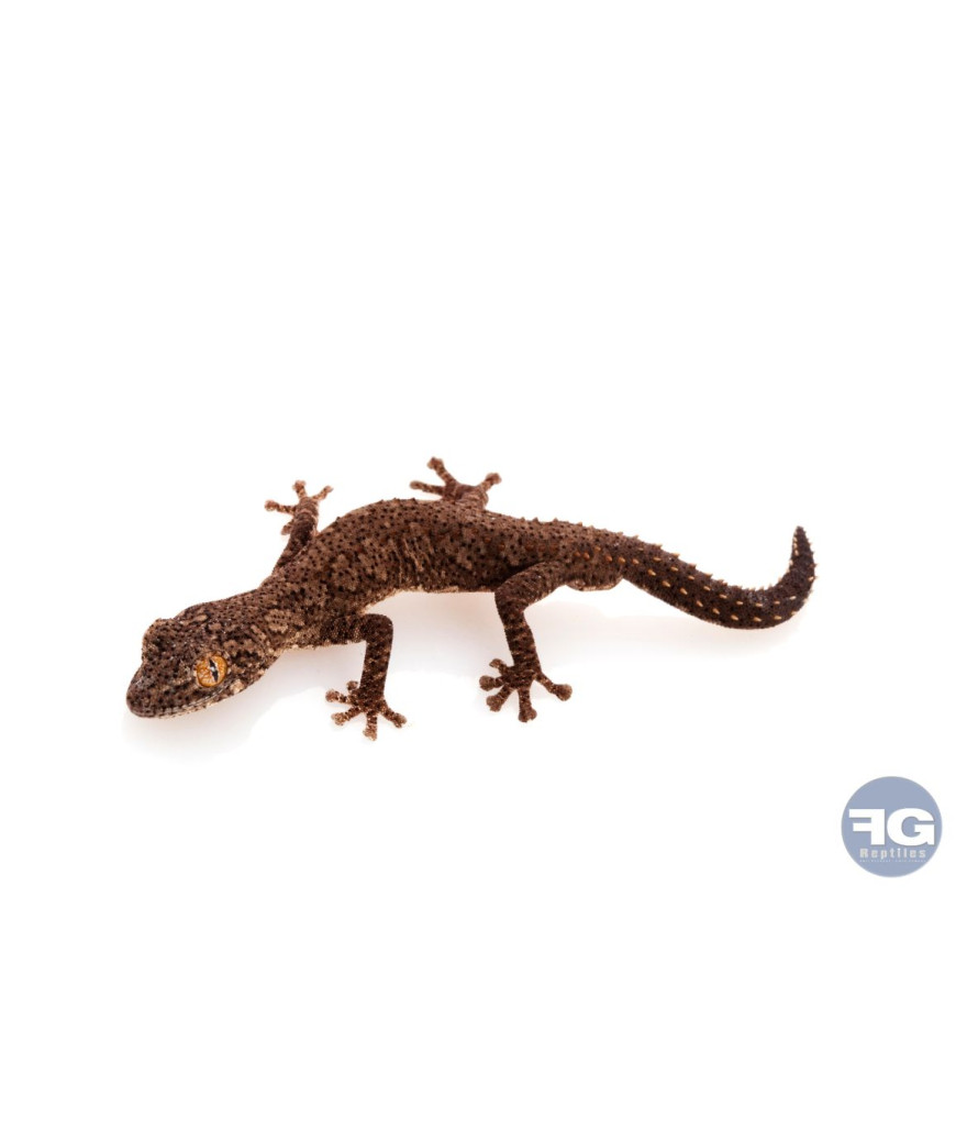 Strophurus williamsi juvénile