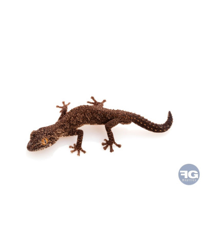Strophurus williamsi juvénile