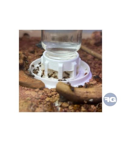 Abreuvoirs pour fourmis