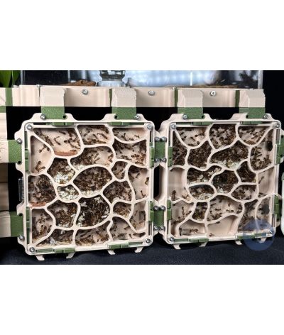 Module fourmilière Drix