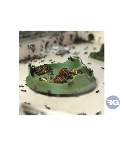 Mangeoires rondes pour fourmis