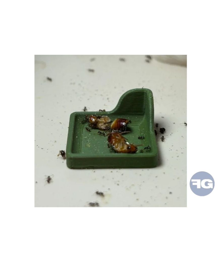 Mangeoires carrées pour fourmis