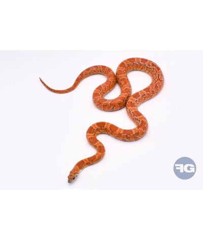 Sunkissed 66% het Ghost Scaleless Femelle