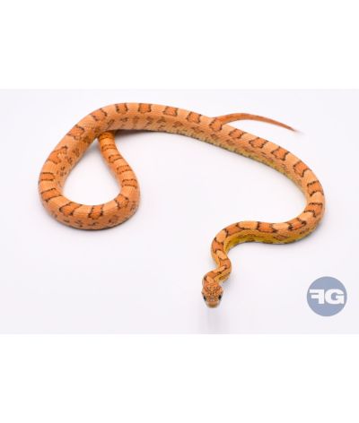 Tiger het Amel Mâle