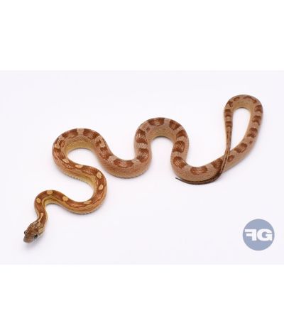 Caramel Motley het Amel Scaleless Femelle 2