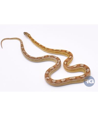 Caramel Motley het Amel Scaleless Femelle 1