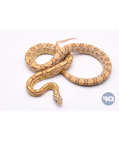 Hypo Green Mâle