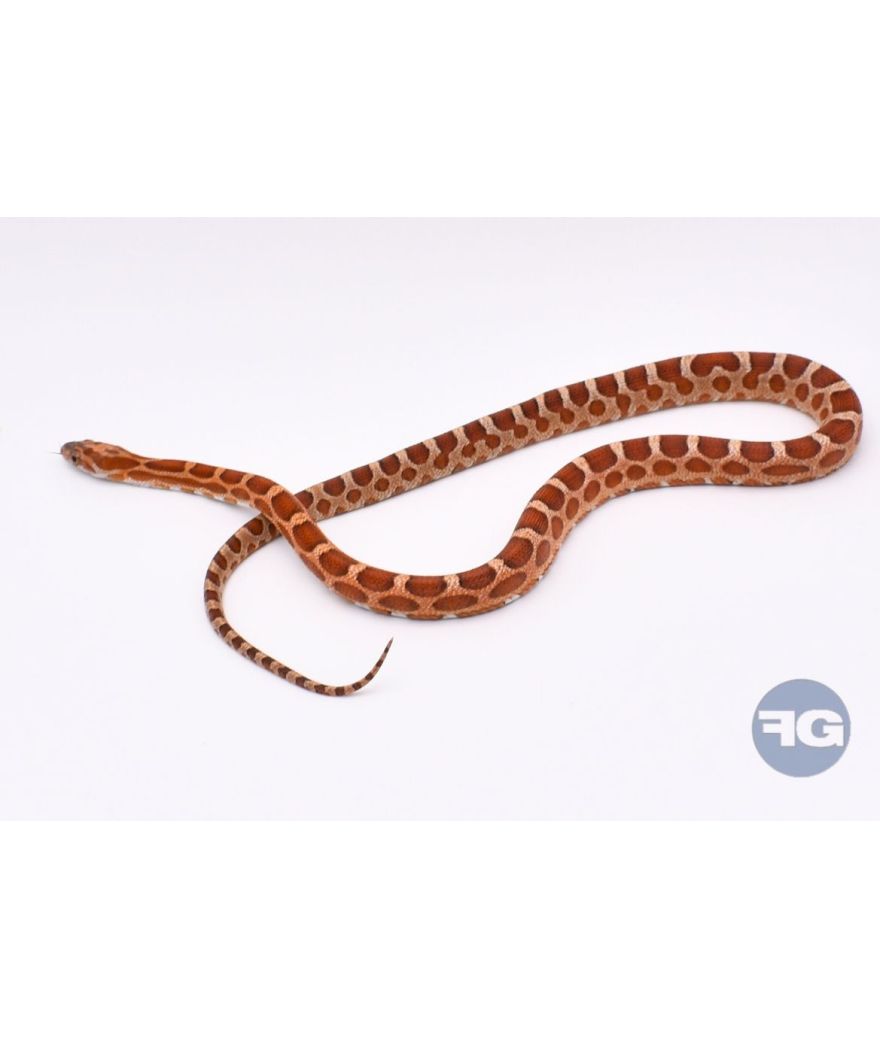 Microscaleless het Motley Mâle