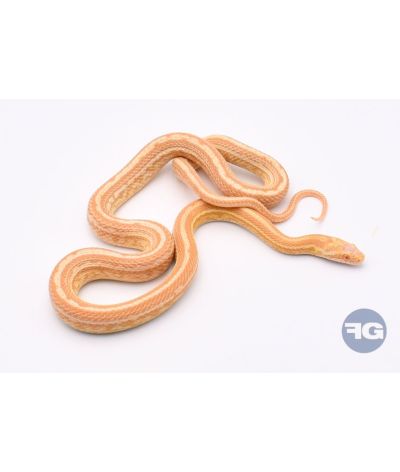 Butter Tessera het Hypo Scaleless Femelle