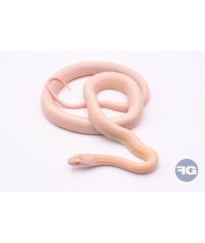 Tessera Snow Stripe het Scaleless Femelle