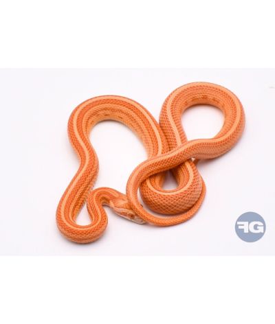 Tessera Amel Motley het Anery Scaleless Femelle 1