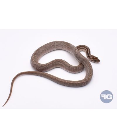Tessera Anery Motley het Amel Scaleless Femelle 2