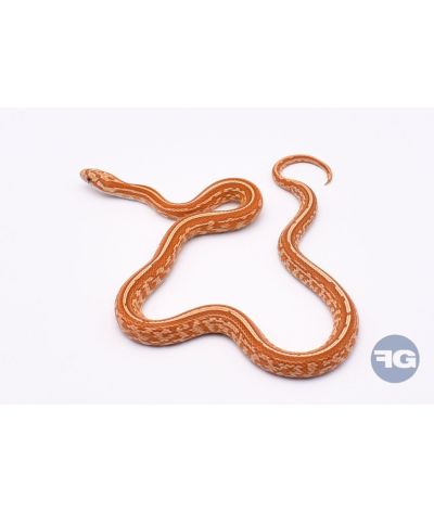 Tessera Ultramel het Caramel Mâle