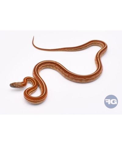 Tessera Motley het Butter Anery Scaleless Femelle