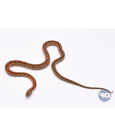 Tessera het Butter Anery Scaleless Femelle 6