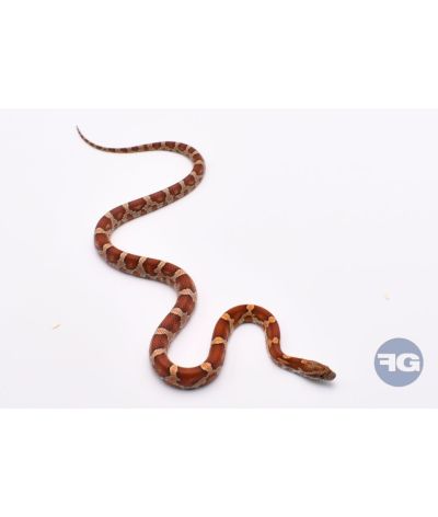 Classique het Butter Anery Scaleless Mâle 3