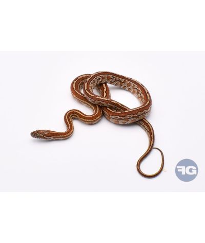 Tessera het Butter Anery Scaleless Femelle 5