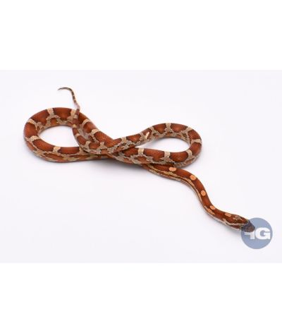 Classique het Butter Anery Scaleless Femelle