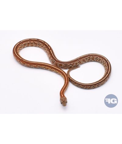 Tessera het Butter Anery Scaleless Femelle 3